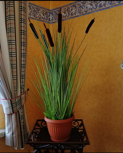Schilfgras mit rohrkolben - schilfgras, 5