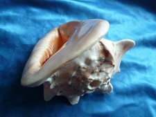 MUSCHELHORN_Cassis cornuta