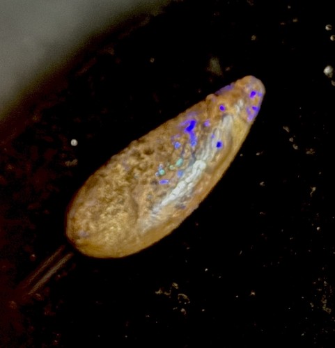 Boulder opal bubble band - boulder,