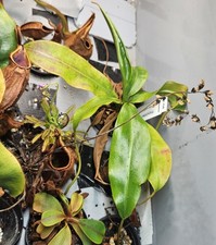 Nepenthes sumatrana XL