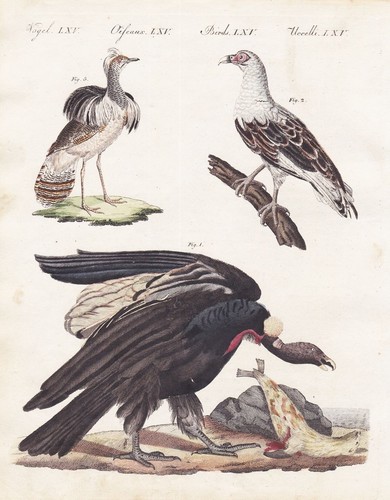 Geier vulture kondor condor - vulture,