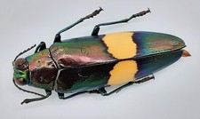 Buprestidae, Chrysochroa