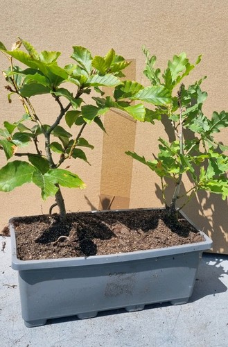 Bonsai kasten eiche buche - , kasten,