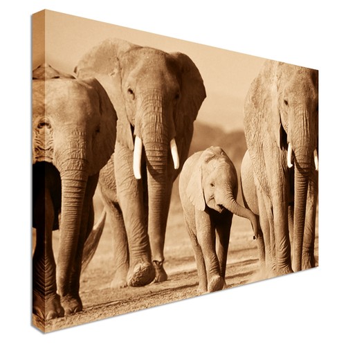 Leinwand kunstdruck elefanten - leinwand,