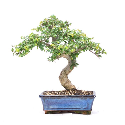 Bonsai chinesische ulme - bonsai,