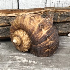 Rapana Rapiformis 7-8cm