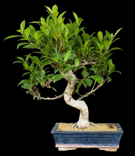 Bonsai ficus retusa chin - bonsai,