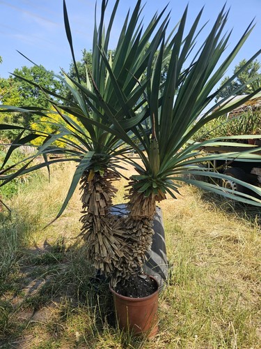Yucca recurvifolia 130cm - 🌴,