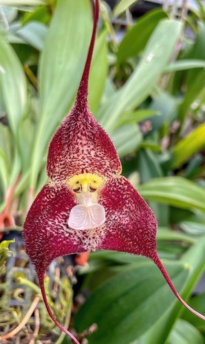 Orchidee pflanzen selten - orchidee,