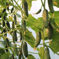 Gurkensamen Björn F1 Gemüse