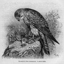 TURMFALKE FALKE Falco tinnunculus  Holzstich 1891 Vogel Ornithologie