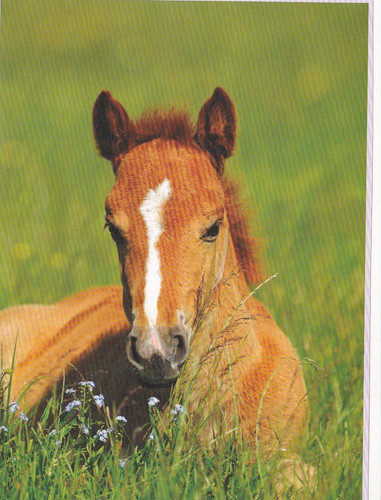 Pferd horse postcard - ,