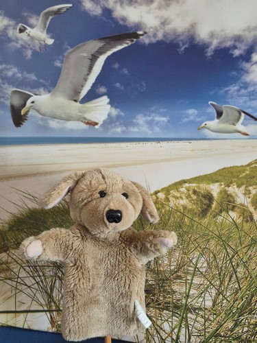 Handpuppe bär plüsch - handpuppe,