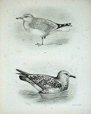 Original alter antiker Druck