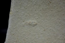 Maulwurfskrebs magila - magila, sp