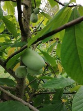 Indianerbanane, Pawpaw