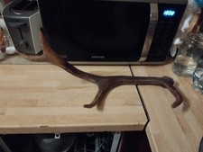 Hirsch Abwurfstangen