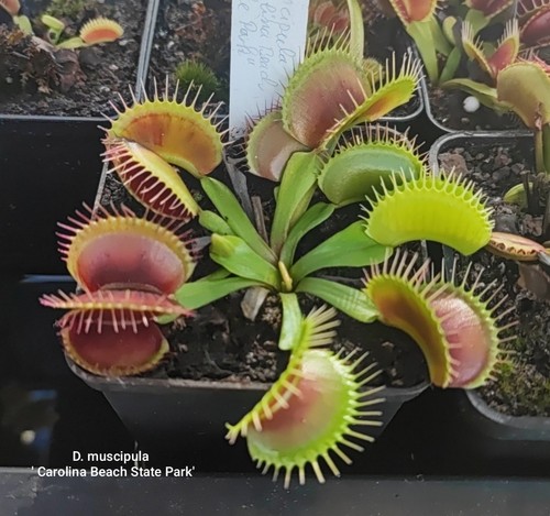 Dionaea muscipula carolina - muscipula, 'carolina