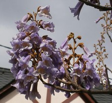 Chinesischer Blauglockenbaum