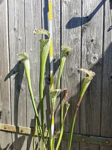 Sarracenia leucophylla xxl - leucophylla,