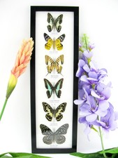 6 echte präparierte