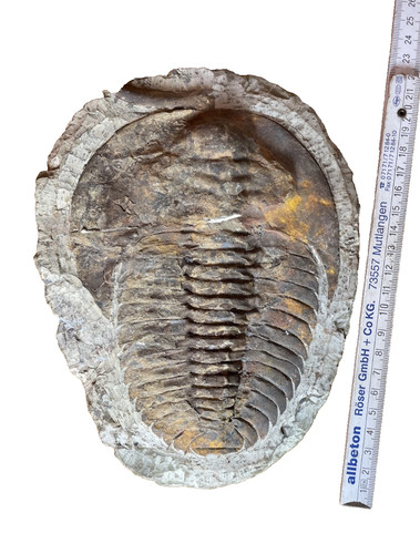 Sehr großer trilobit marokko - sehr,