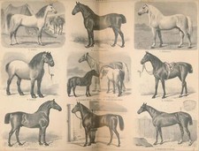  Pferderassen,1. Araber. 2. Englisches Vollblut. 3. Yorkshire. 4. Anglo-Normanne