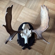Elch Geweih Trophäe