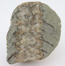 Nautiloid, Actinoceras sp., Silur, Ireviken, Gotland, Schweden-k731