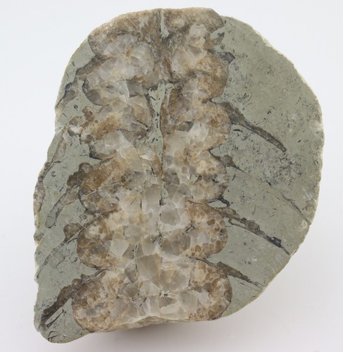 Nautiloid actinoceras sp - nautiloid,,