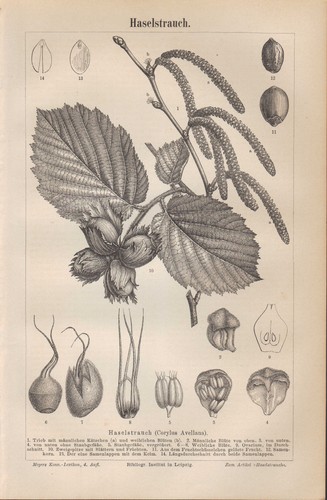 Lithografie 1890