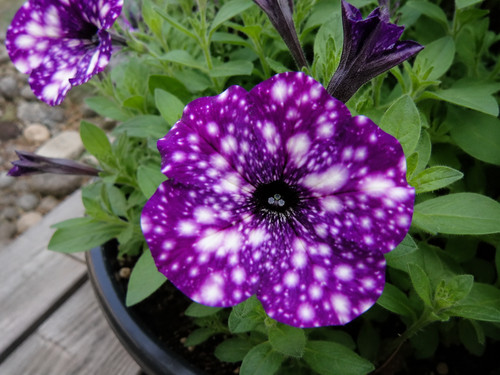 Sale793 petunia surfina purple - sale793,