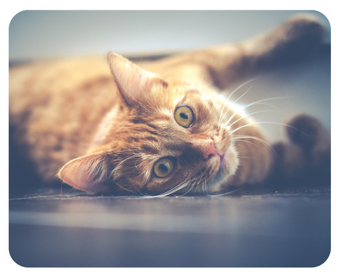 Mousepad katze liegend - mousepad, 24x19