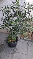 Olivenbaum ( Olea europaea ) mit Früchten bis -5°C Winterhart