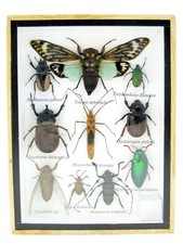 Einzelstück - echte