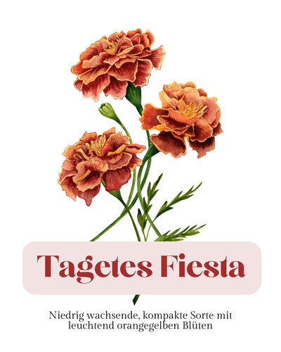 Niedrige tagetes fiesta - tagetes,