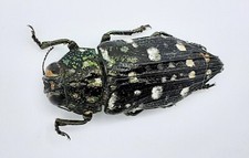 Buprestidae, Dicercomorpha