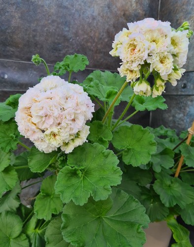 Pelargonie geranie juv elbrus - pelargonie,