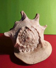 Schnecke Muschel Cassis Cornuta, gehörnte Helmschnecke,28x18x19cm , 2200 Gramm, 