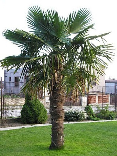 270 xxl hanfpalme - cm,