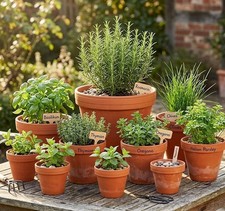 Tontöpfe,Pflanztöpfe,Anzucht