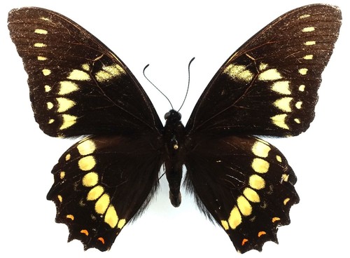 Papilio menatius laetitia - papilio,