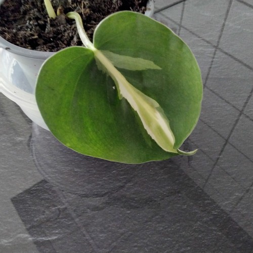 Philodendron cream splash - cream,