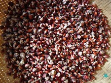 Ziermais-Erdbeermais- 50 Samenkörner