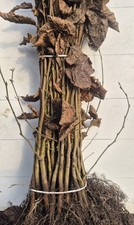 Hainbuche/ Hainbuchenhecke/ Buche/ Weißbuche (Carpinus Betulus) 60-100cm  50Stk