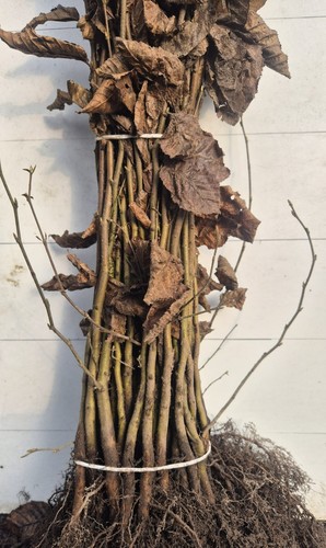 Hainbuche hainbuchenhecke - hainbuche/, hainbuchenhecke/