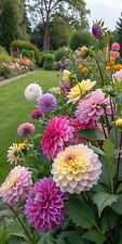 Sale2233 Dahlia Hollyhill Walery Mix Dahlien 10 Samen