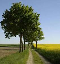 Hochstamm Kugelahorn Globosum 80-100cm - Acer platanoides