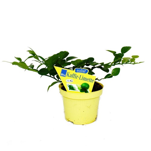 Kaffir limette citrus - kaffir-limette,