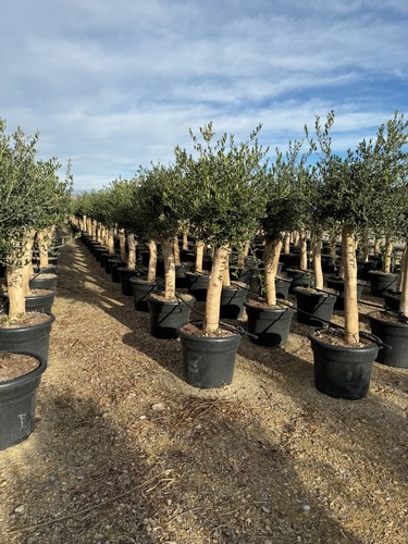 Olivenbaum olive jahre - olive, "35